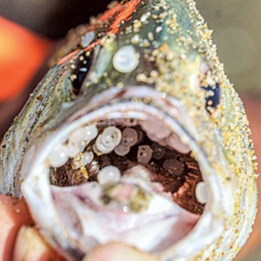 The Environmental Impact of Using Plastic Pellets