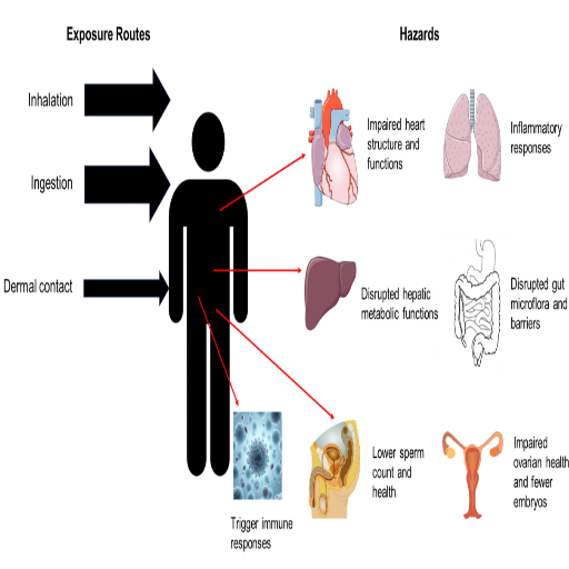 Health Risks Associated with Microplastic Exposure