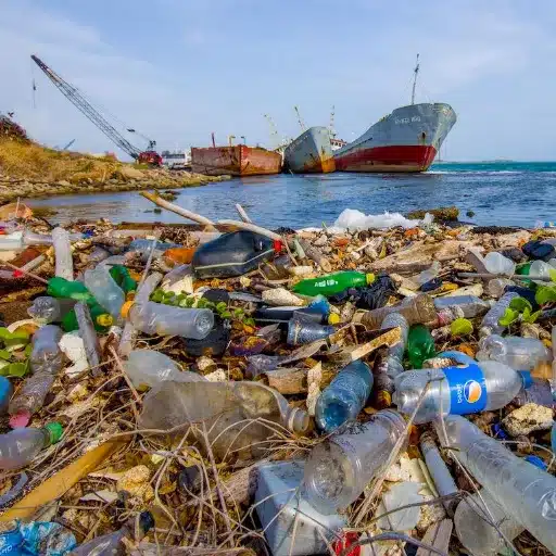 The Impact of Plastic Pollution